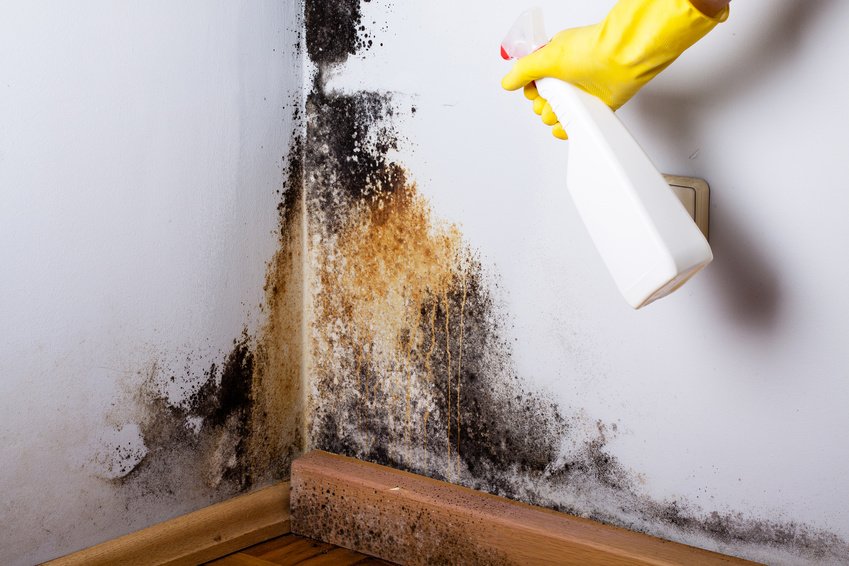 mold removal