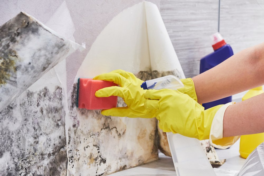 cleaning mold off basement walls