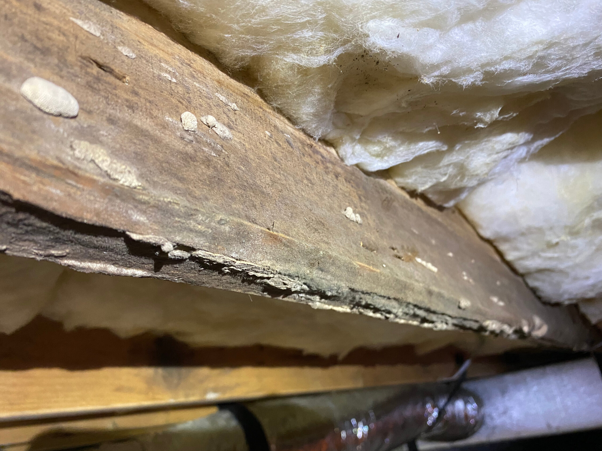 Close-up of a wooden beam with visible mold spots beneath fiberglass insulation in what appears to be a basement or crawl space.