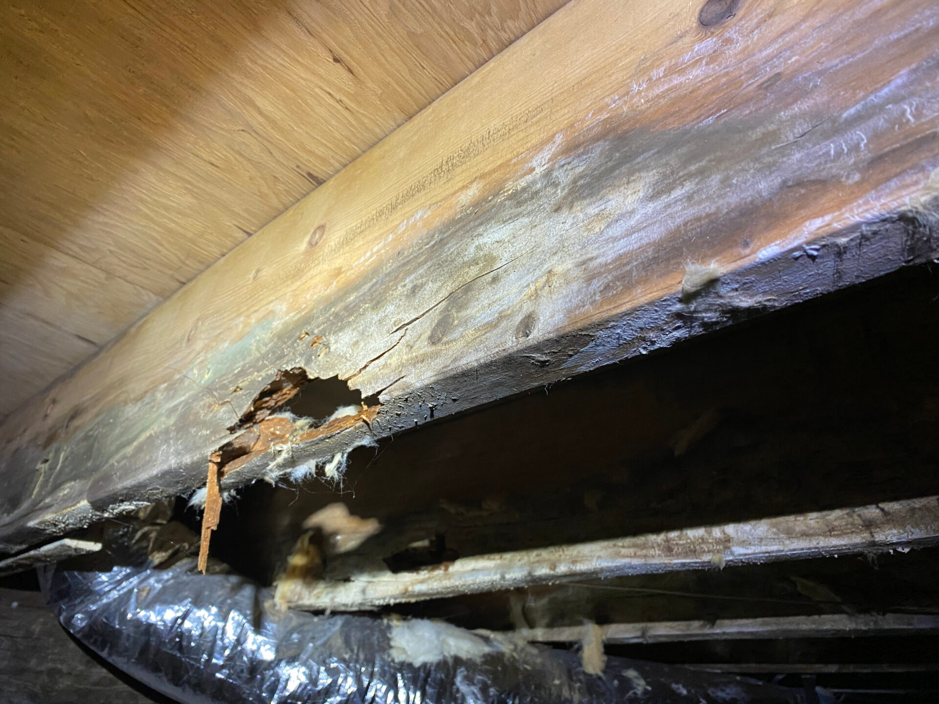 Structural Silent Killers: How Microbial Growth Devalues Your Home (And How to Stop It)